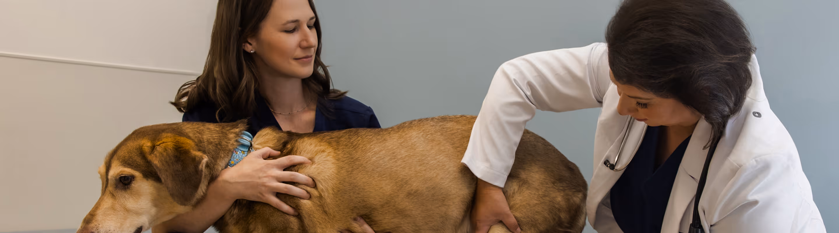 Dog checkup at Hospital for Veterinary Surgery	
