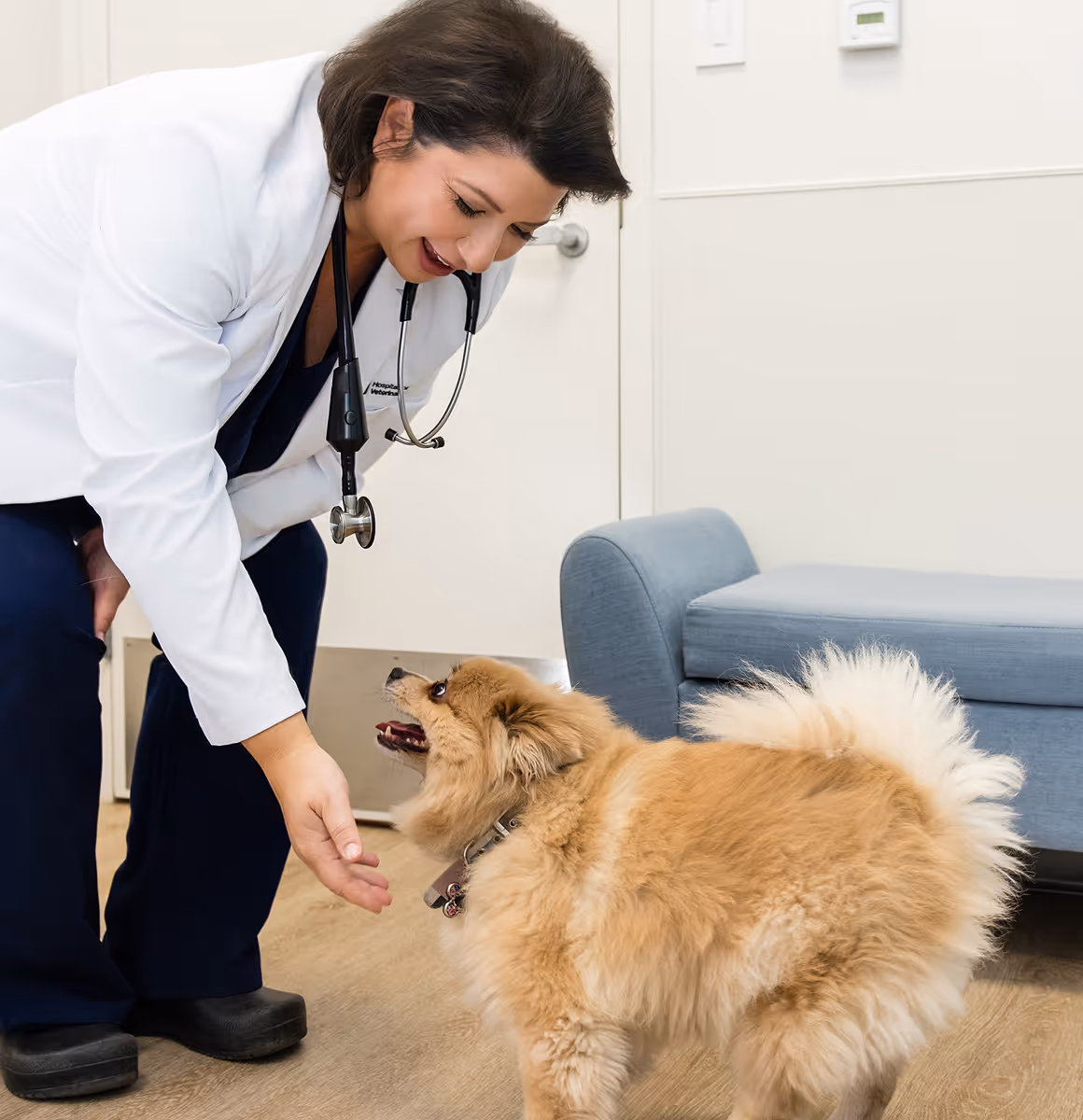 vet doctor with brown dog