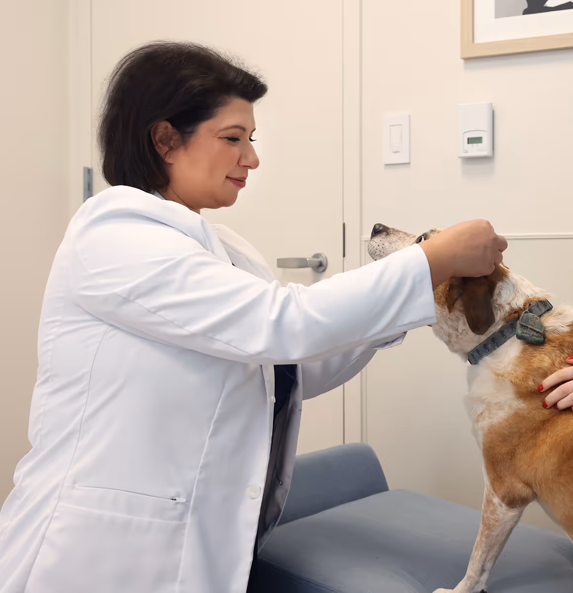 dog checkup