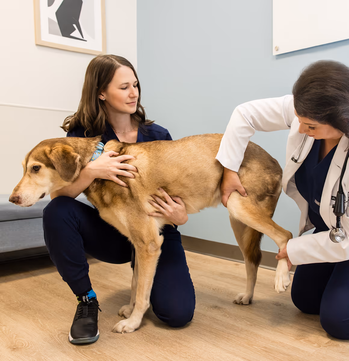 vet doctor checking dog leg