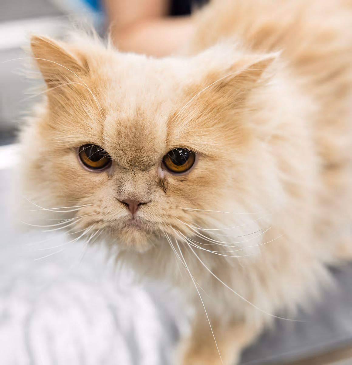 cute white brown cat