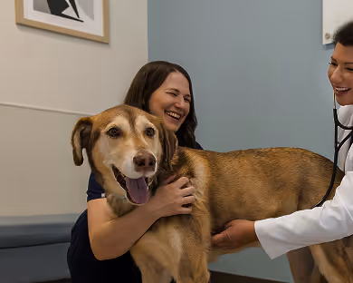 General dog health checkup