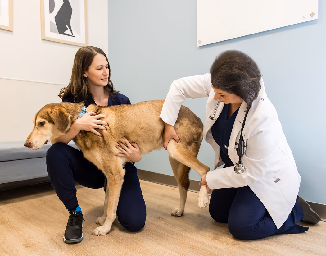doctor checking dog fractures leg