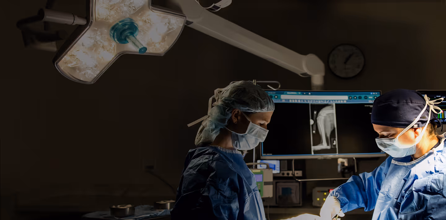 Doctors performing pet surgery