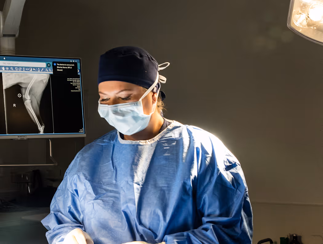 veterinary surgeon performing surgery