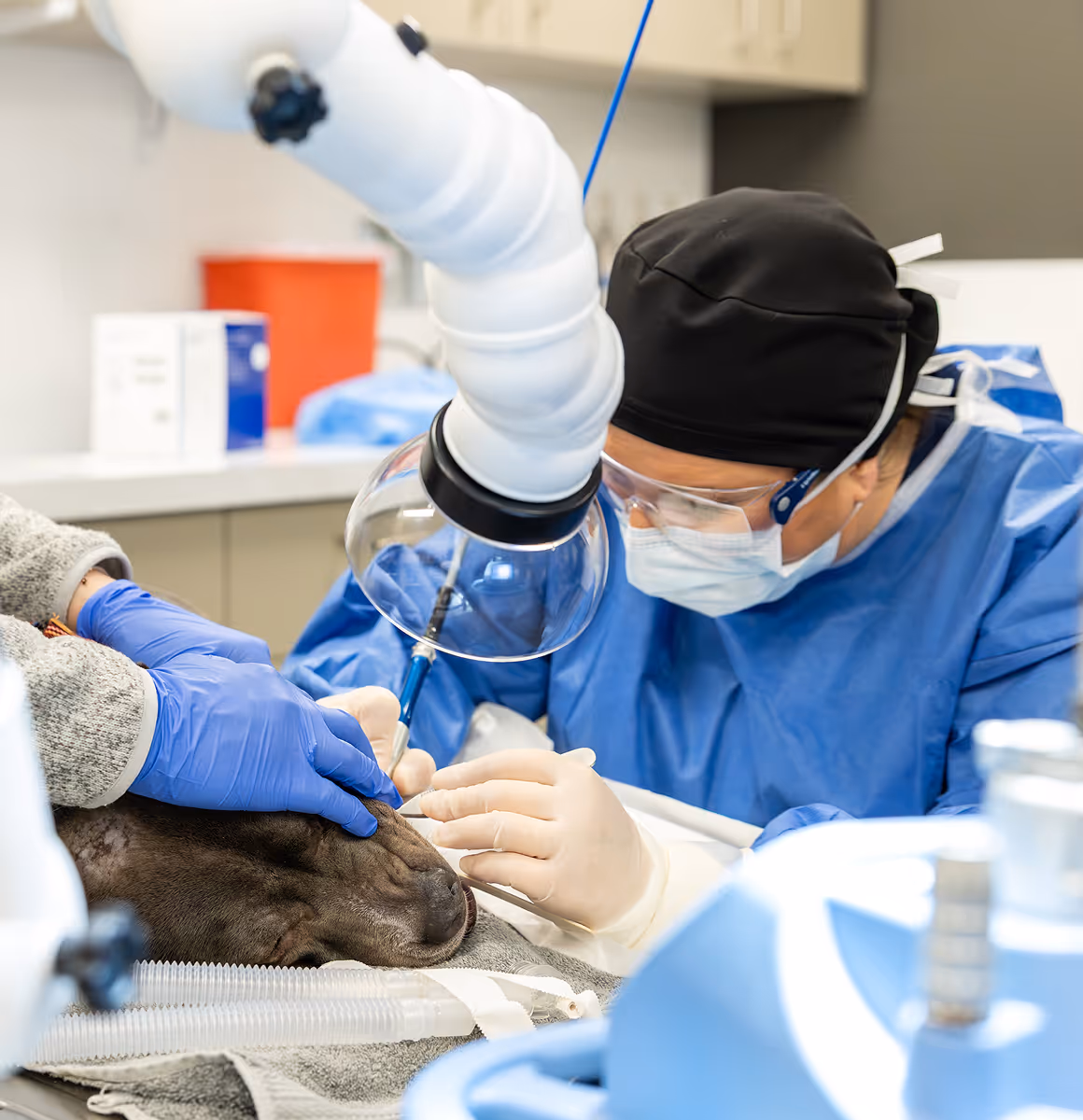 veterinary surgeon performing surgery on a dog