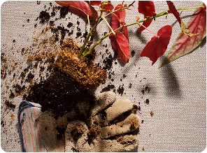 Mano cubierta de tierra con hojas rojas, símbolo de conexión con la naturaleza