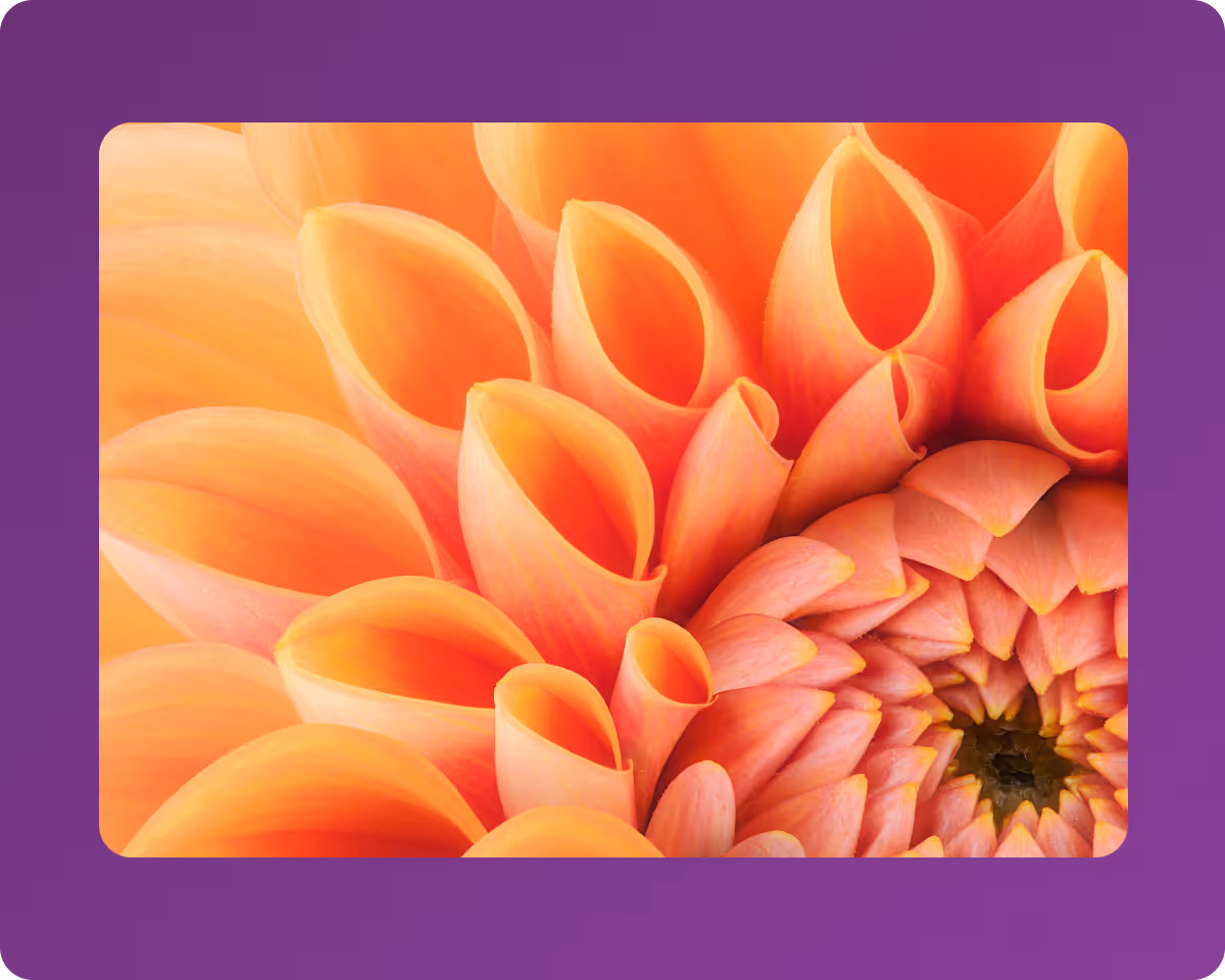 Close-up of orange dahlia flower petals spiraling toward the center on a purple background.