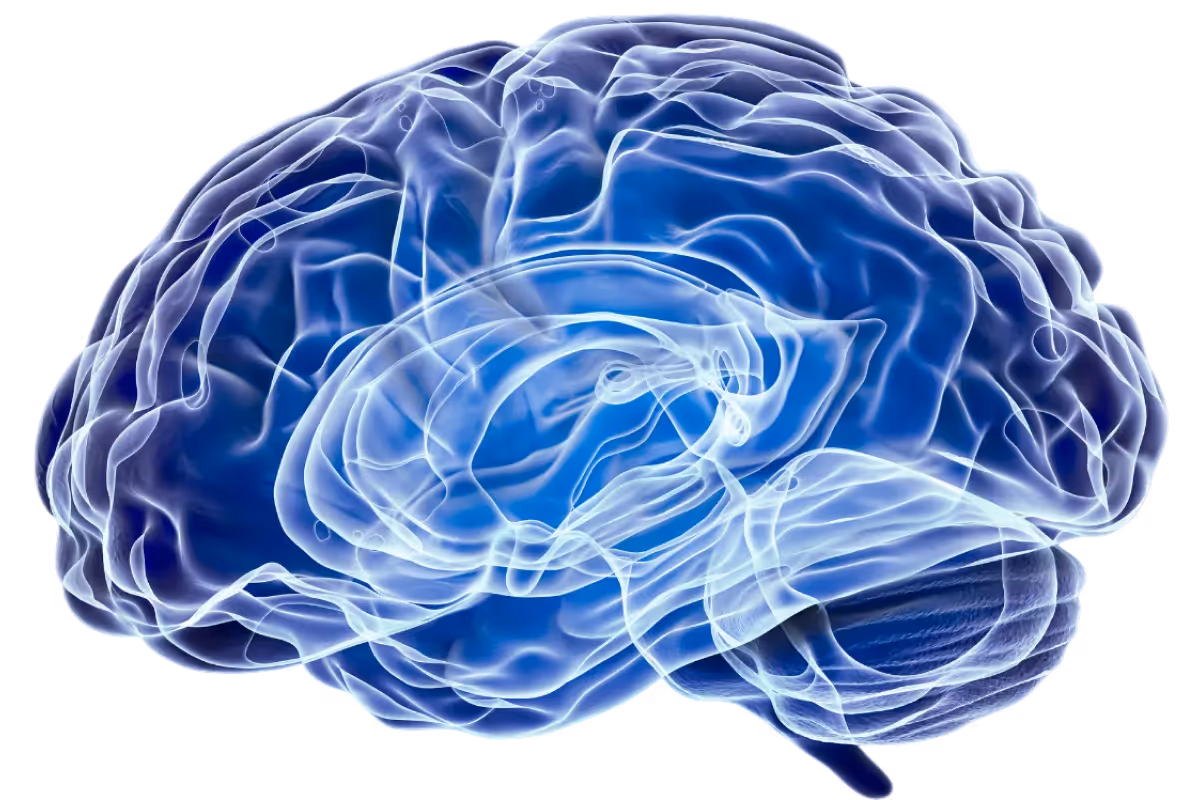 3D illustration of a human brain with translucent layers showing internal structures in blue and white.