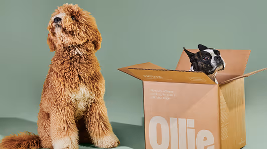 Curly brown dog sitting next to a cardboard box with a black and white dog peeking out.