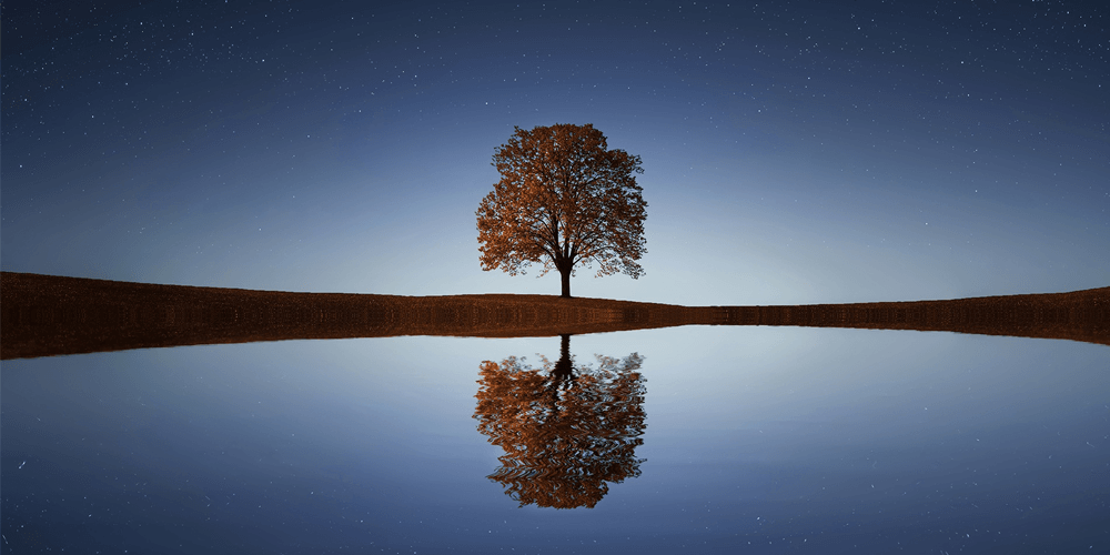 Tree's Reflection in Water and Environment
