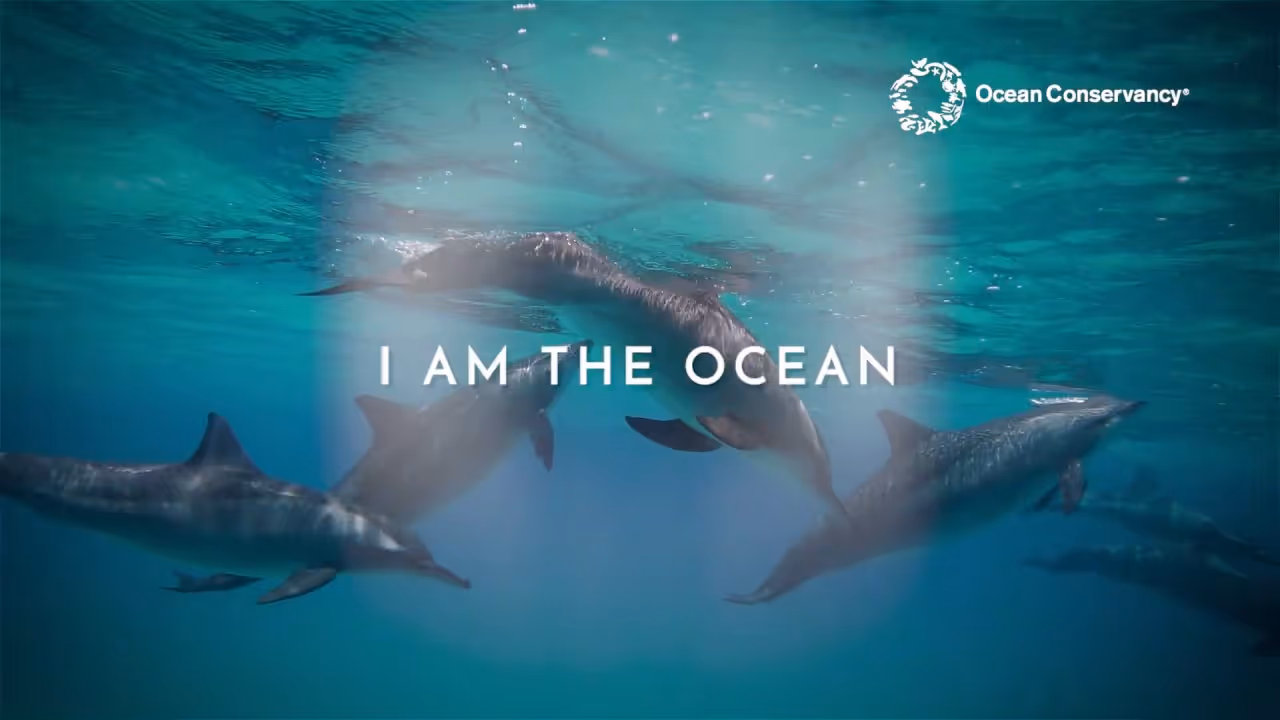The Ocean Conservancy, one of the non-profits fighting ocean plastics today