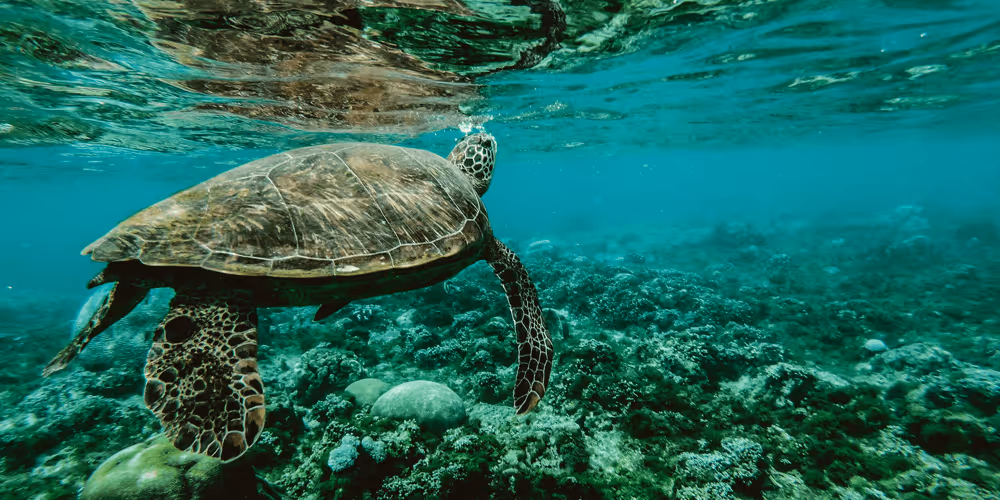 sea-turtle-underwater