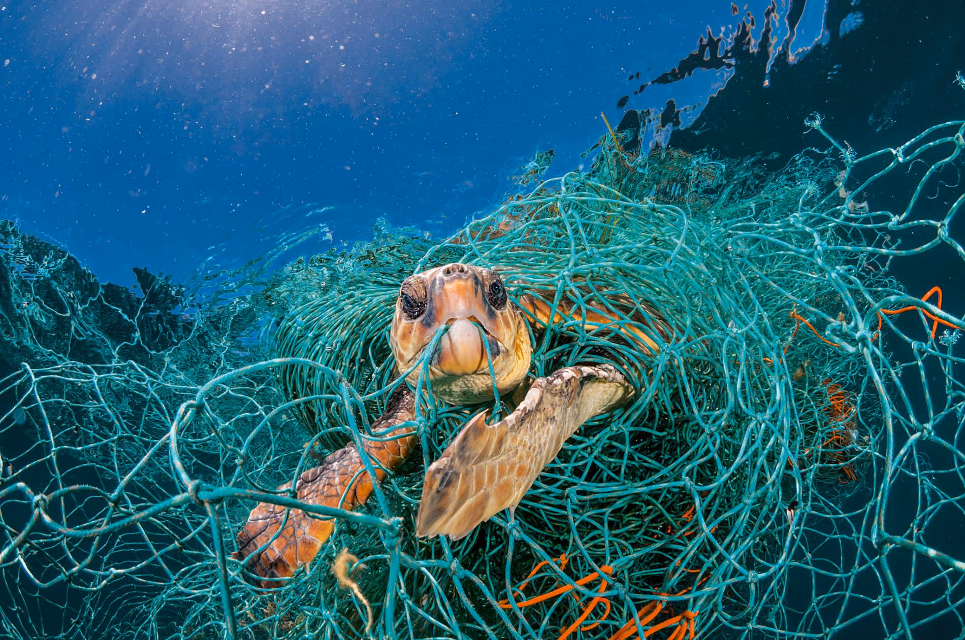 A tortoise caught in a fishing net in the ocean