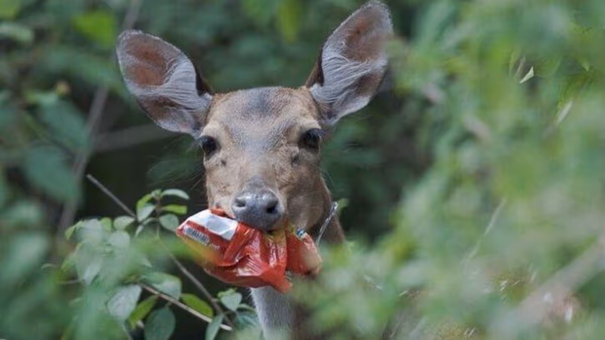 Deer with plastic in its mouth showing the effect on plastic on wildlife