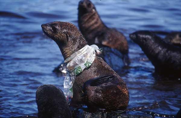 A sea lion with a plastic bag wrapped around its neck showing the effect of ocean plastics on marine life