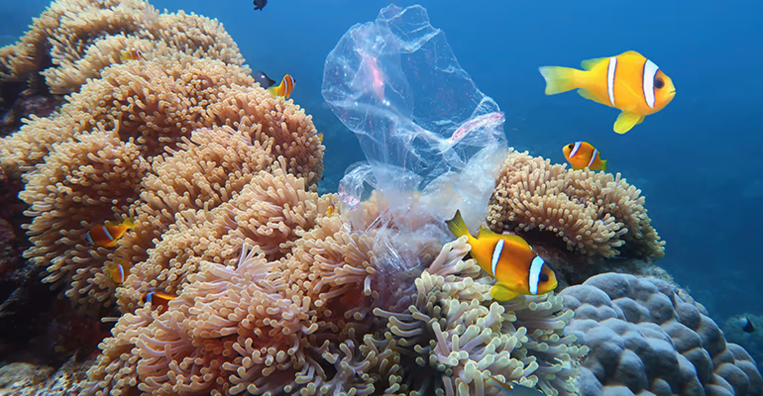 Fishes swimming around a coral reef with plastic bags stuck to it