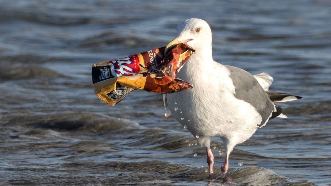 A seabird with an empty chips packet in her beak on the ocean surface showing the effect of ocean plastics on marine life