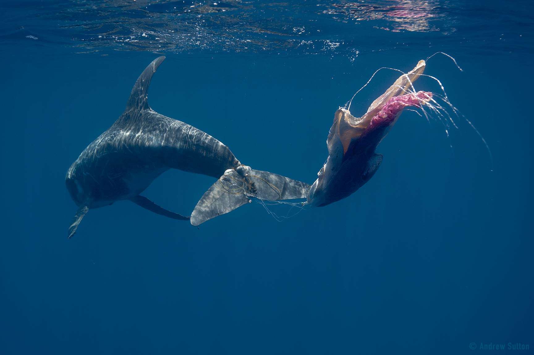 A dolphin with her tail stuck carrying a plastic bag showing the effect of ocean plastics on marine life