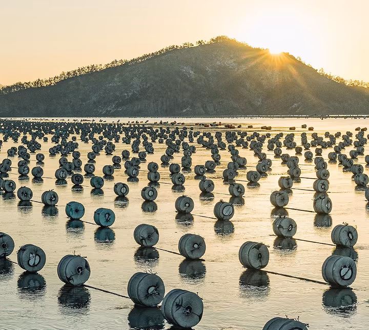 a large group of barrels in water