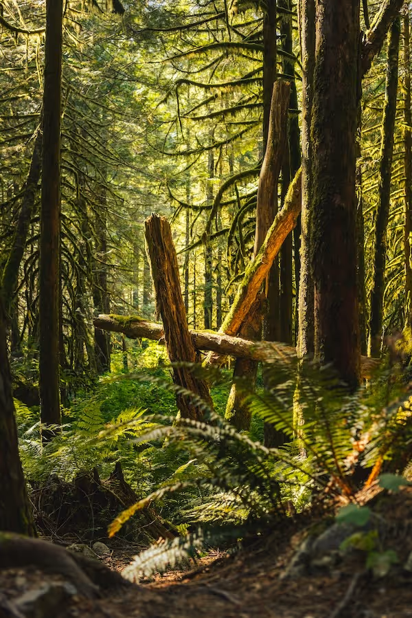 Sunlit forest scene with moss-covered trees and green ferns on the forest floor.