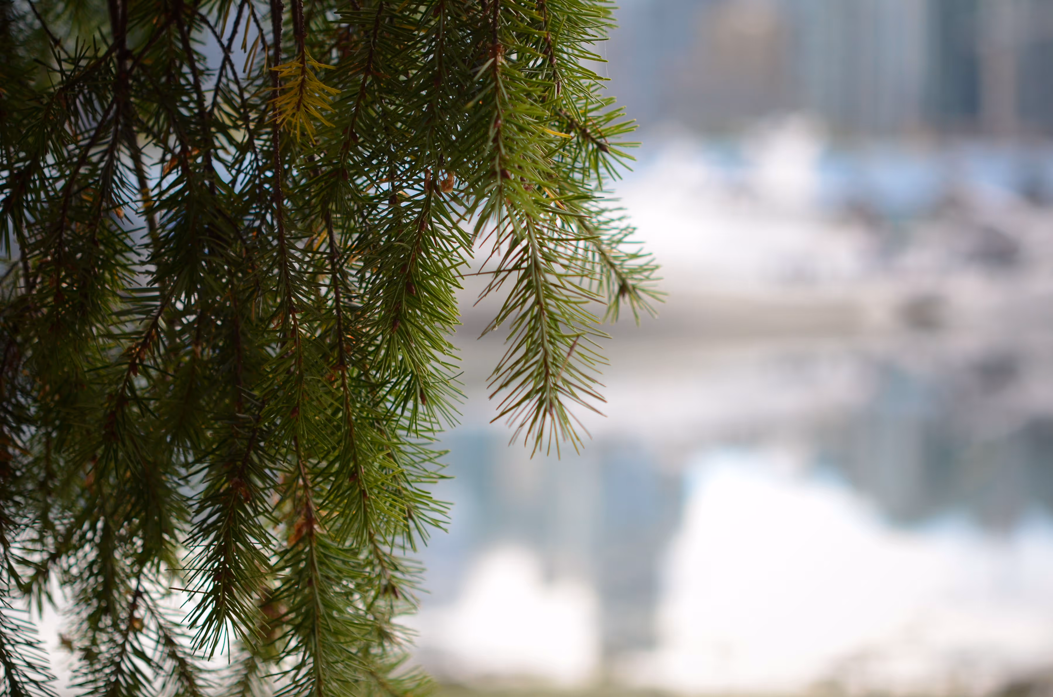 Close-up of green pine tree branches with blurred snowy landscape in the background.