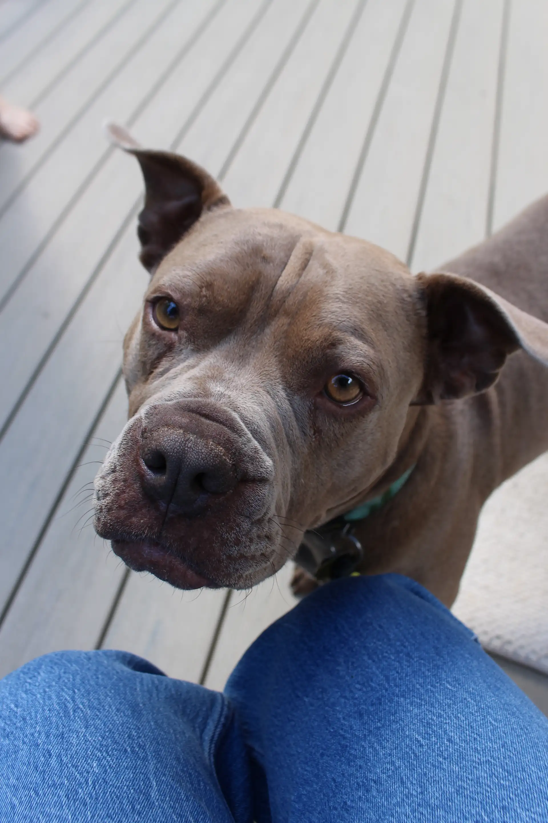 A brown dog with soulful eyes looks up with a curious, gentle expression. The dog stands on a wooden deck next to a person in blue jeans.