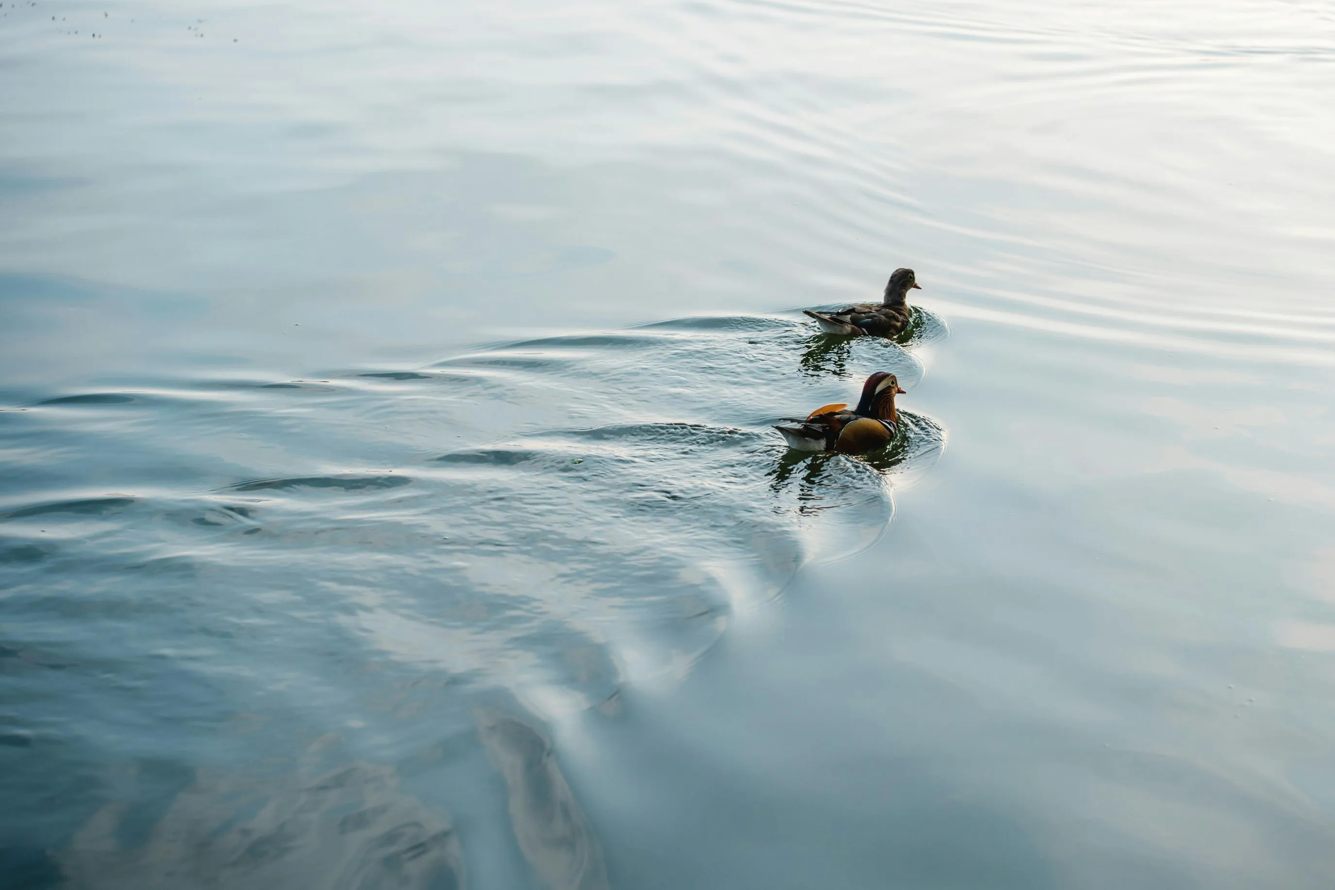 How to Get Your Ducks in a Row