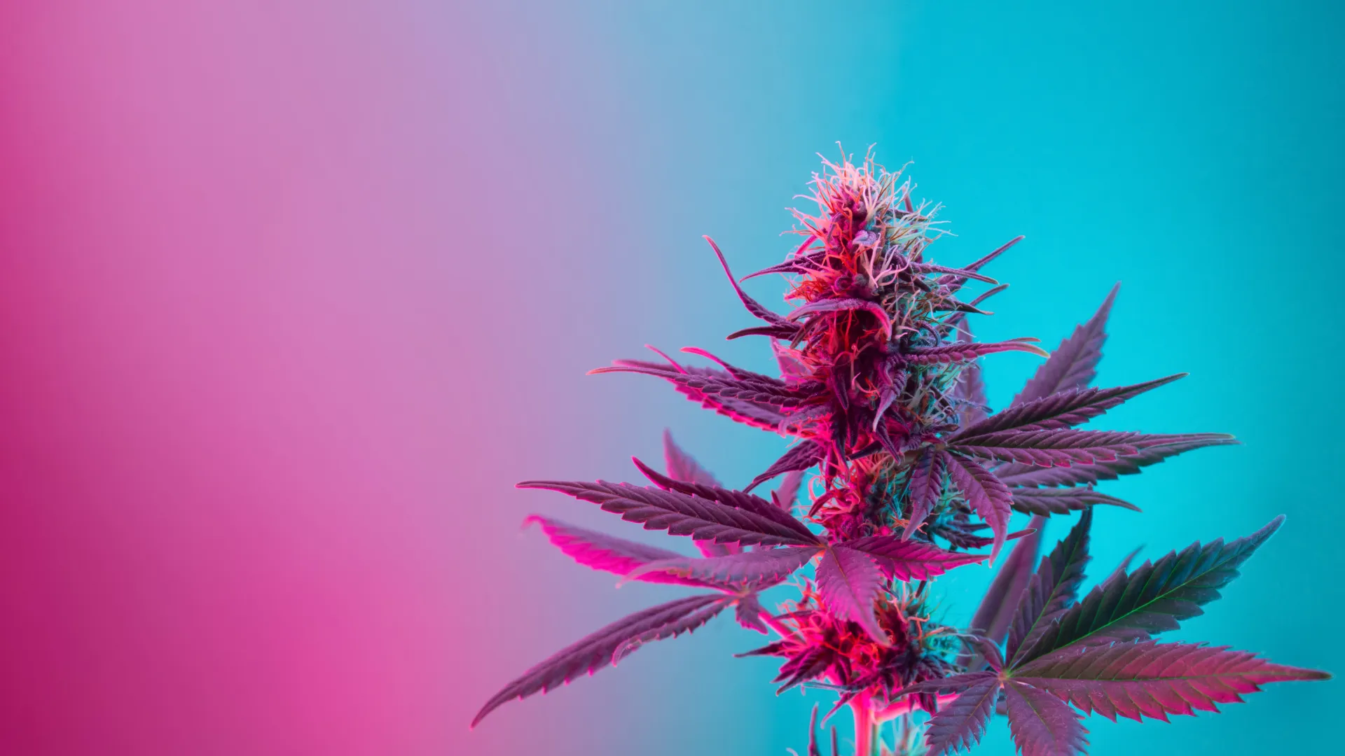 pink and blue vibrant weed plant
