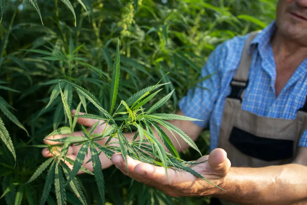 a cannabis farmer showing the plant