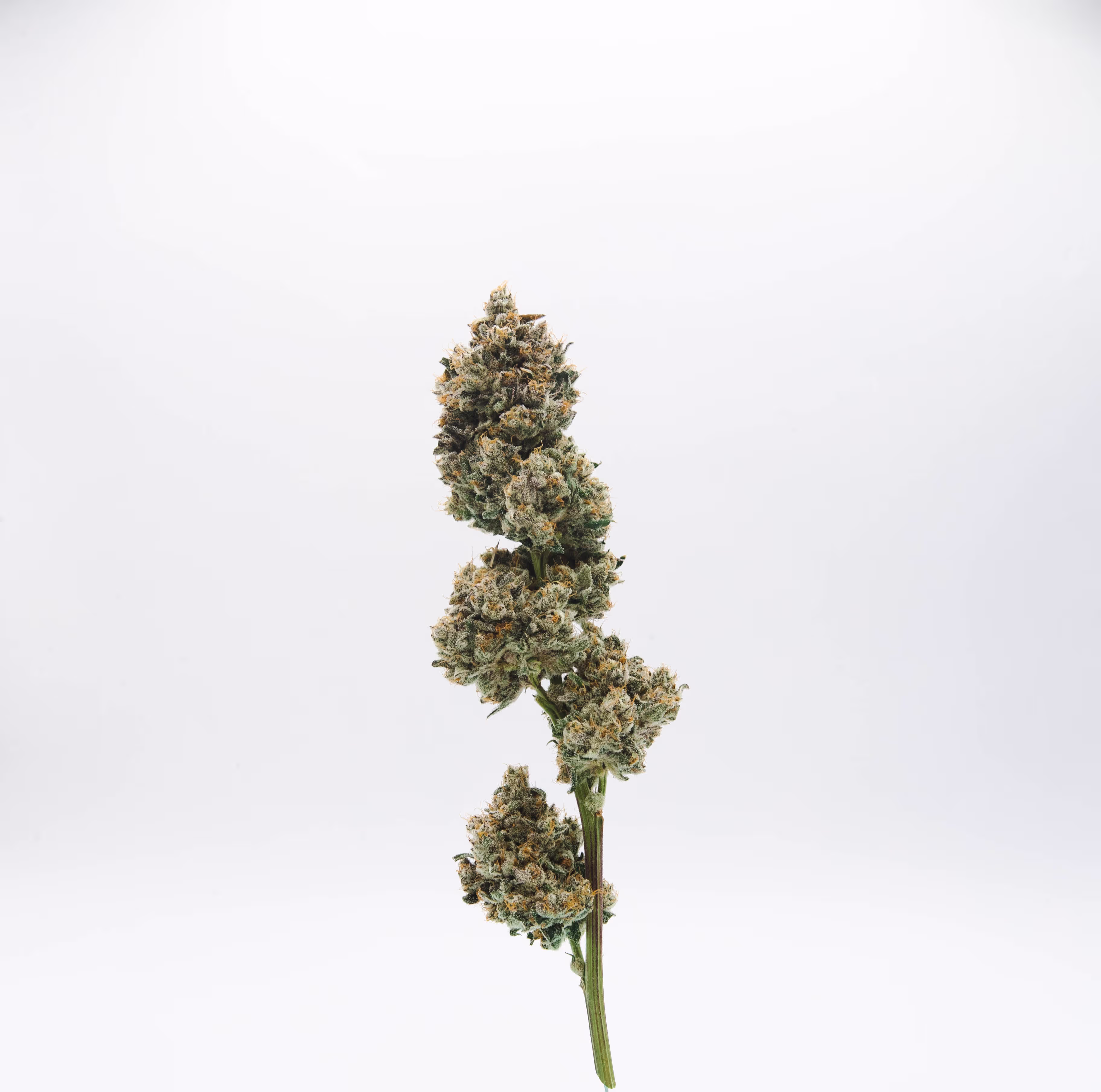 Papaya Cream #5 | 1/8 oz.
