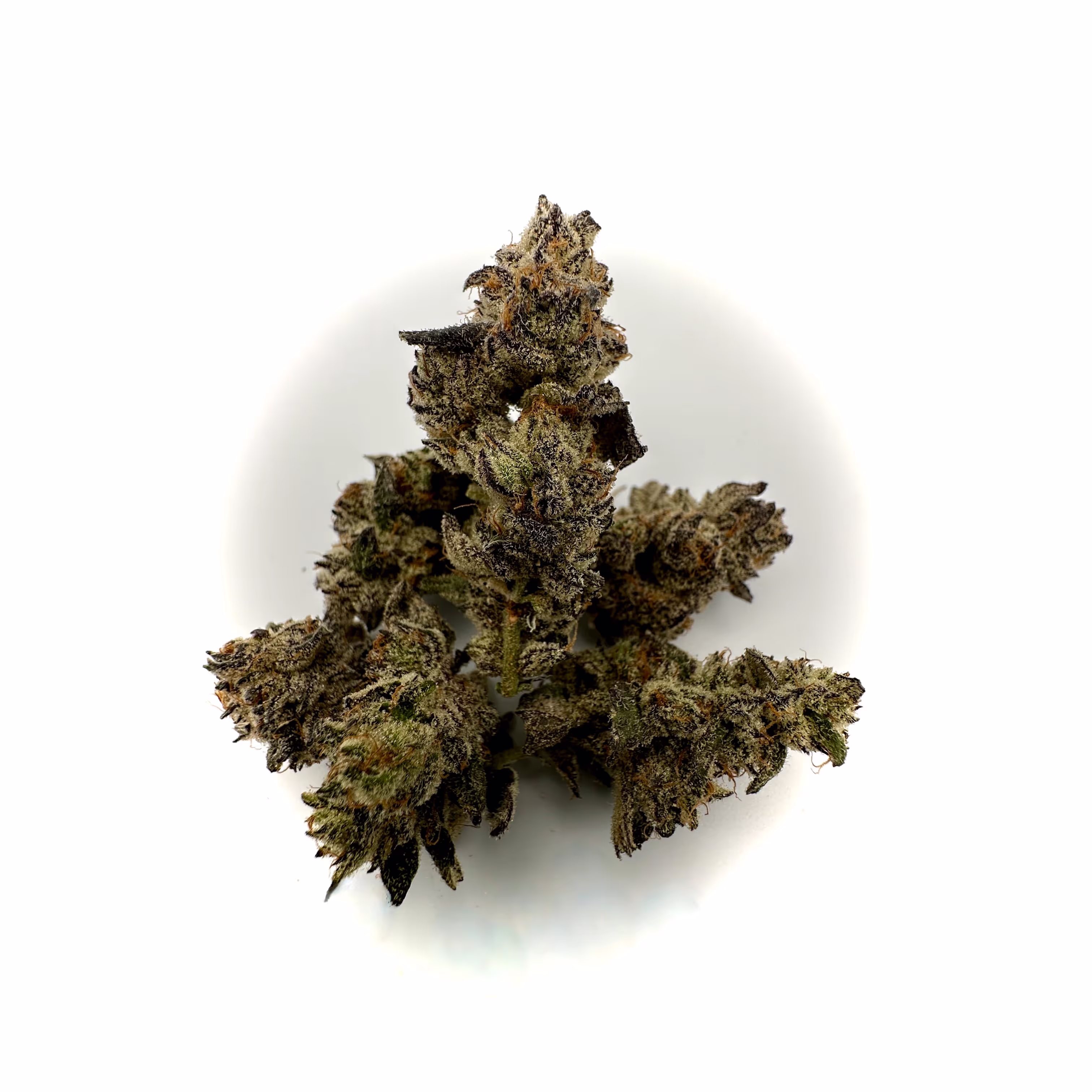 Morning Dew White Truffle | 1/8 oz.