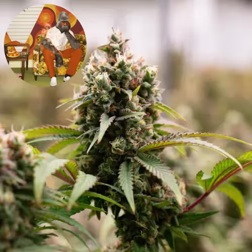 Orange Harambe | Mini-Bud | 1/4 oz.
