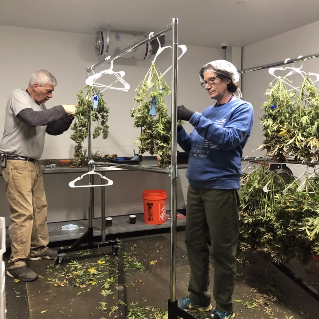 Join us at Terpene Journey for an exclusive event with Hidden Hemlock, as they take us on an inspiring journey, sharing their story and showcasing their premium range of cannabis products. It's a unique opportunity to connect, discover, and immerse yourself in the world of sustainable, high-quality cannabis.