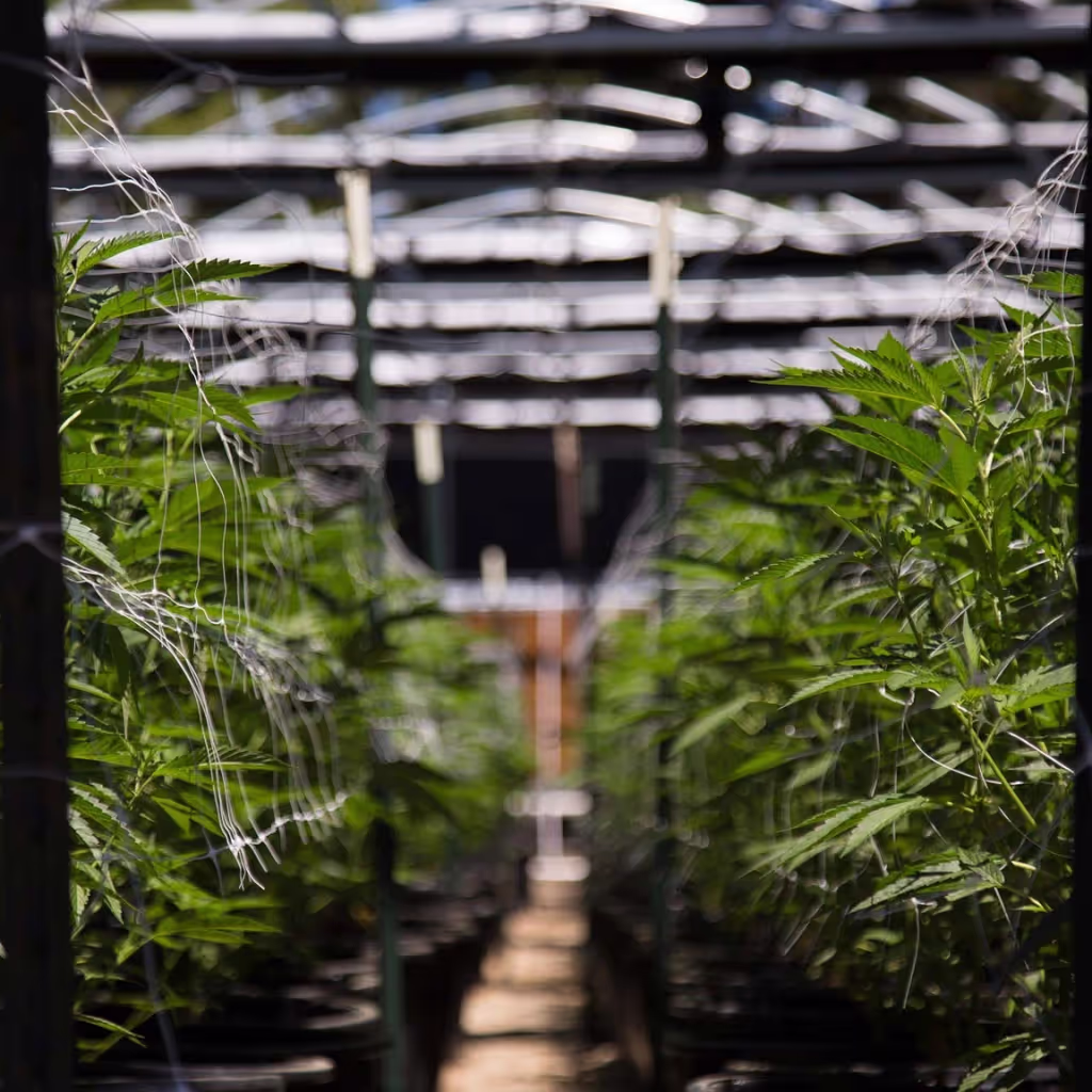 Join us at Terpene Journey for an exclusive event with Root and Bloom, as they take us on an inspiring journey, sharing their story and showcasing their premium range of cannabis products. It's a unique opportunity to connect, discover, and immerse yourself in the world of sustainable, high-quality cannabis.