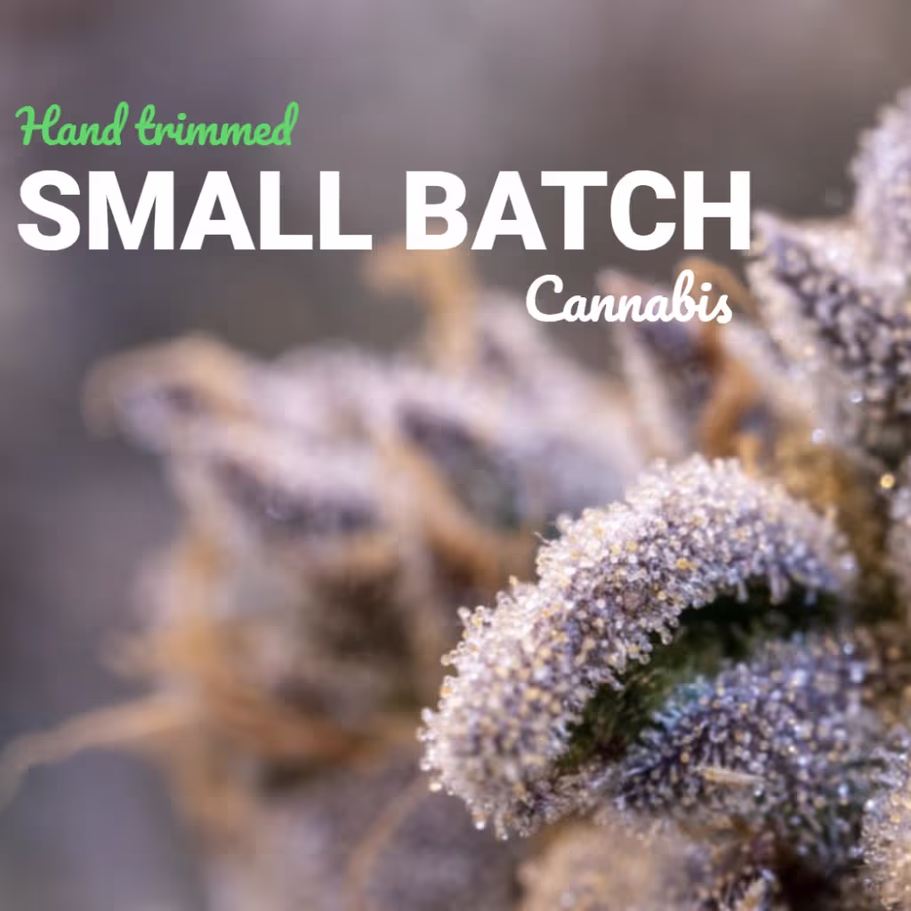 Join us at Terpene Journey for an exclusive event with Mass Alternative Care, as they take us on an inspiring journey, sharing their story and showcasing their premium range of cannabis products. It's a unique opportunity to connect, discover, and immerse yourself in the world of sustainable, high-quality cannabis.