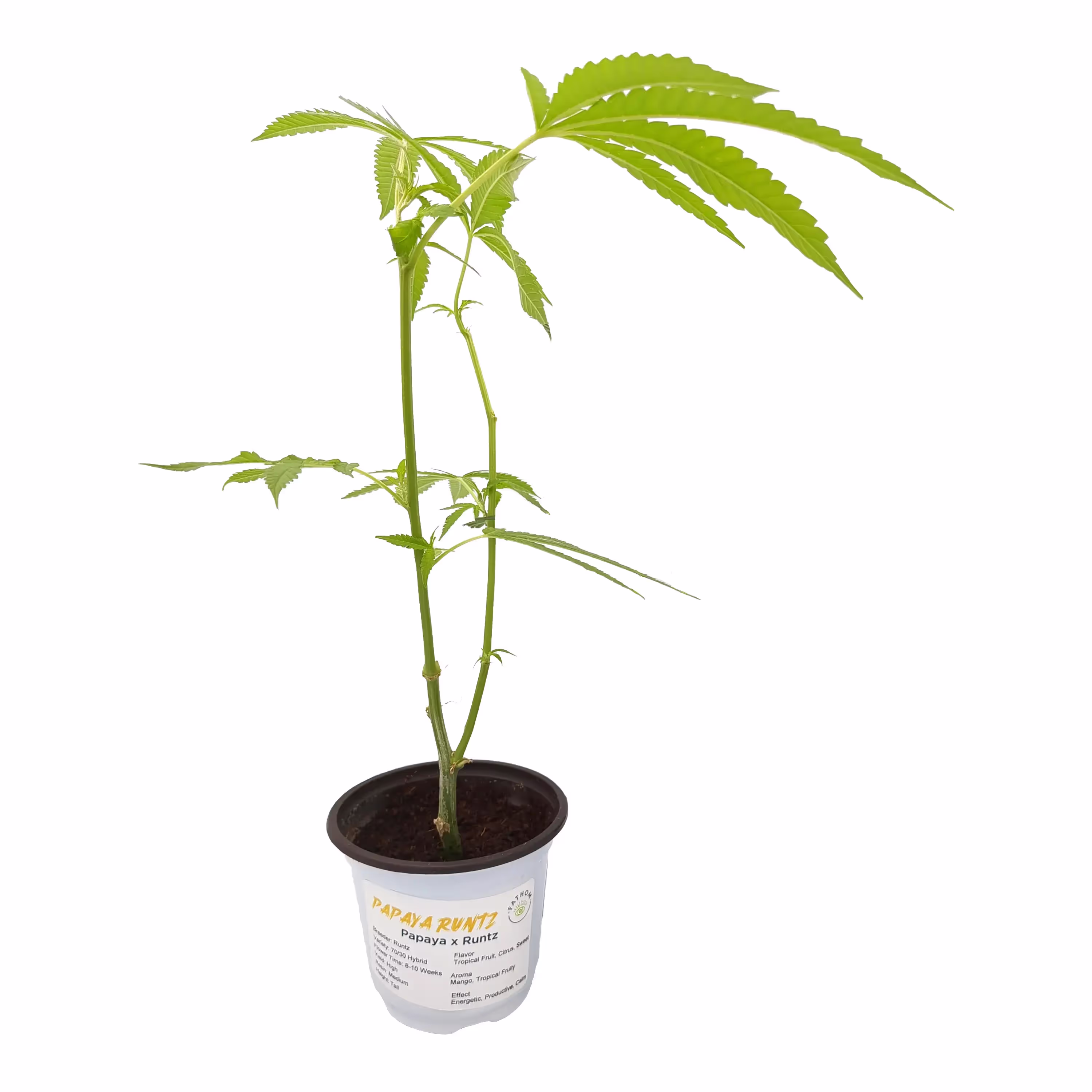 Papaya Runtz | Clone
