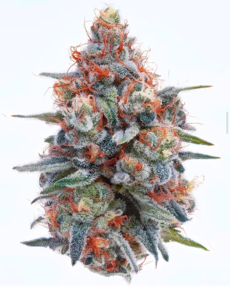 Join us at Terpene Journey for an exclusive event with Wellman Farms, growers of OMG (Original Massachusetts' Growers since 1969) products, as they take us on an inspiring journey, sharing their story and showcasing their premium range of cannabis products. It's a unique opportunity to connect, discover, and immerse yourself in the world of sustainable, high-quality cannabis.