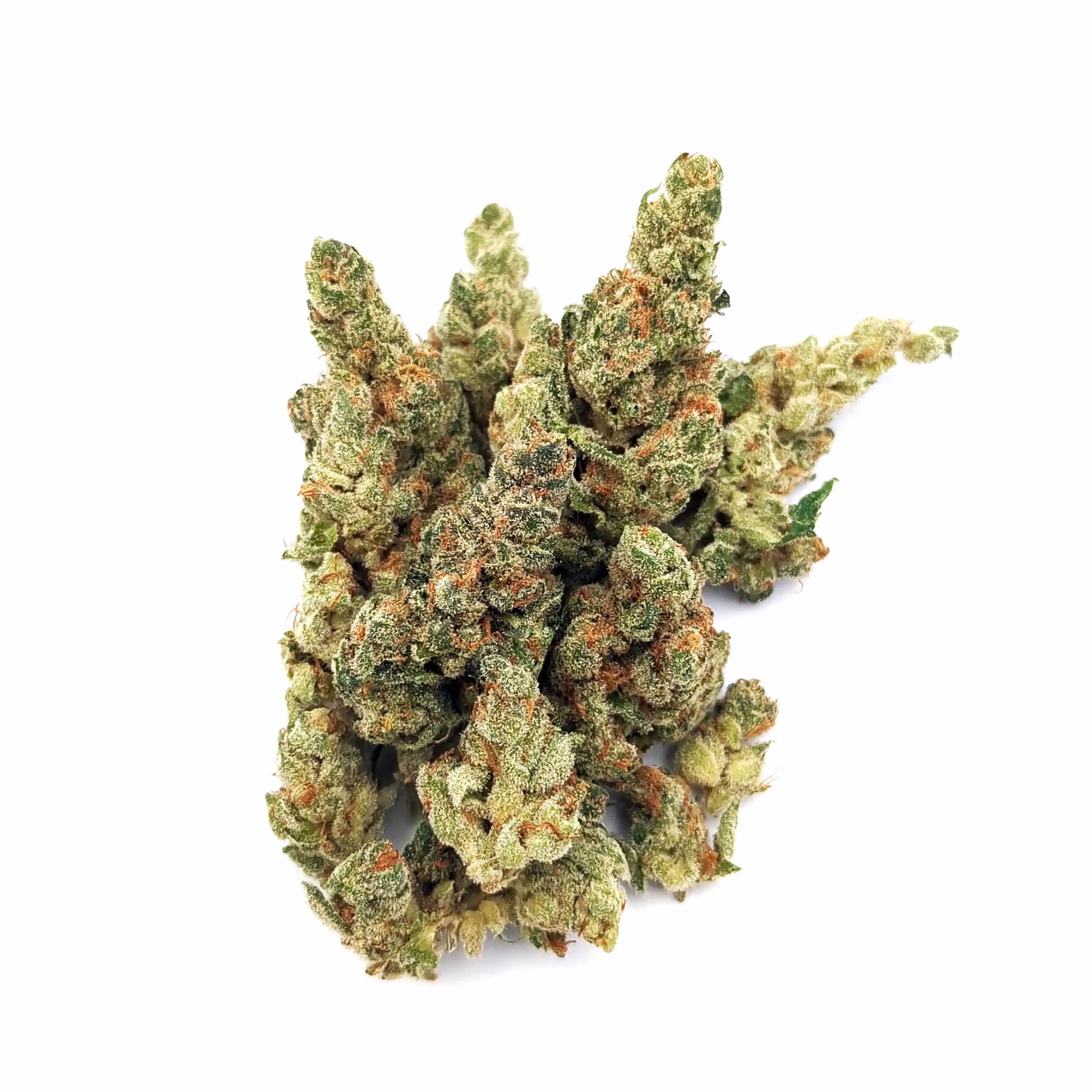 Red Congolese S1 | 1/8 oz.
