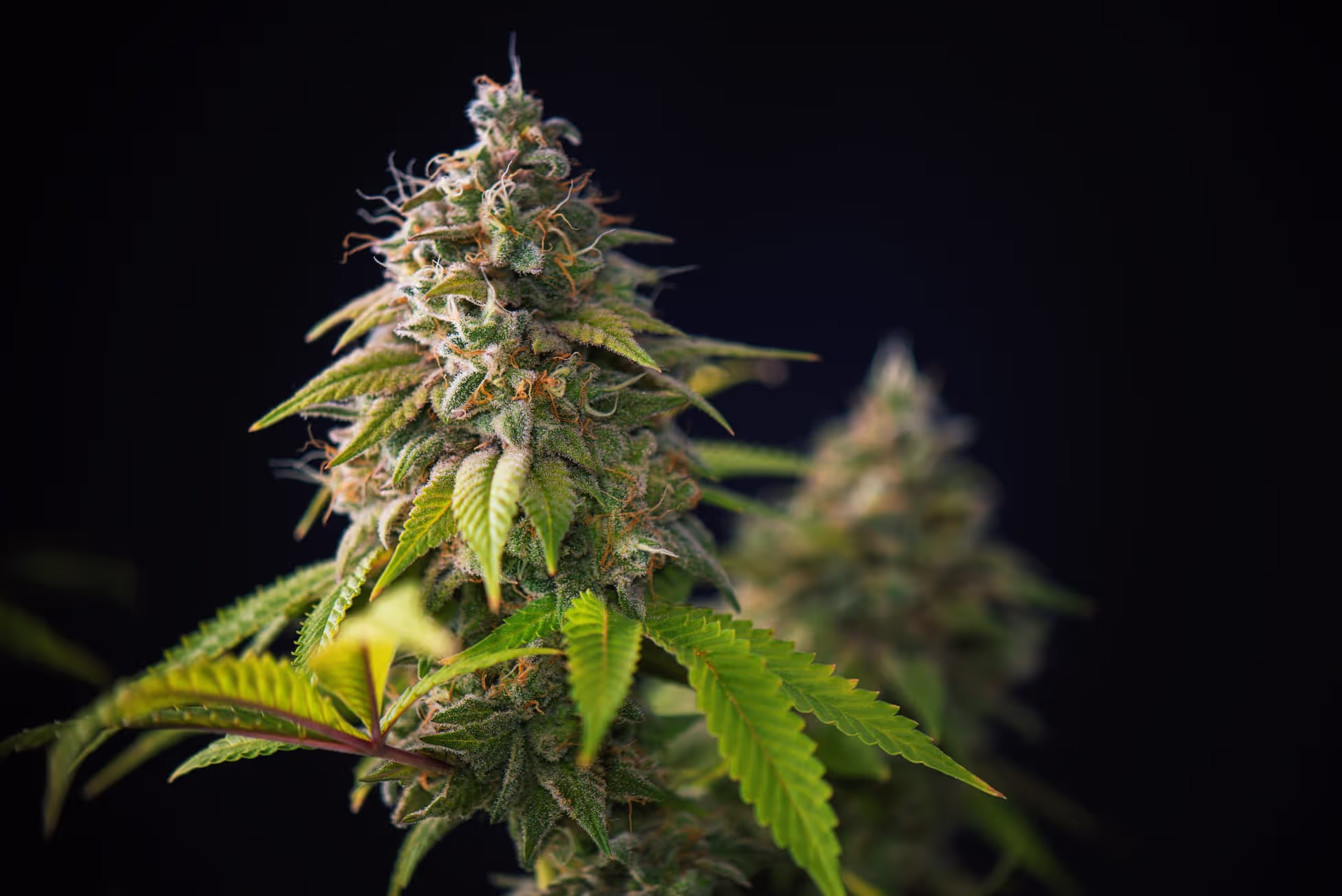 indica cannabis plant in massachusetts