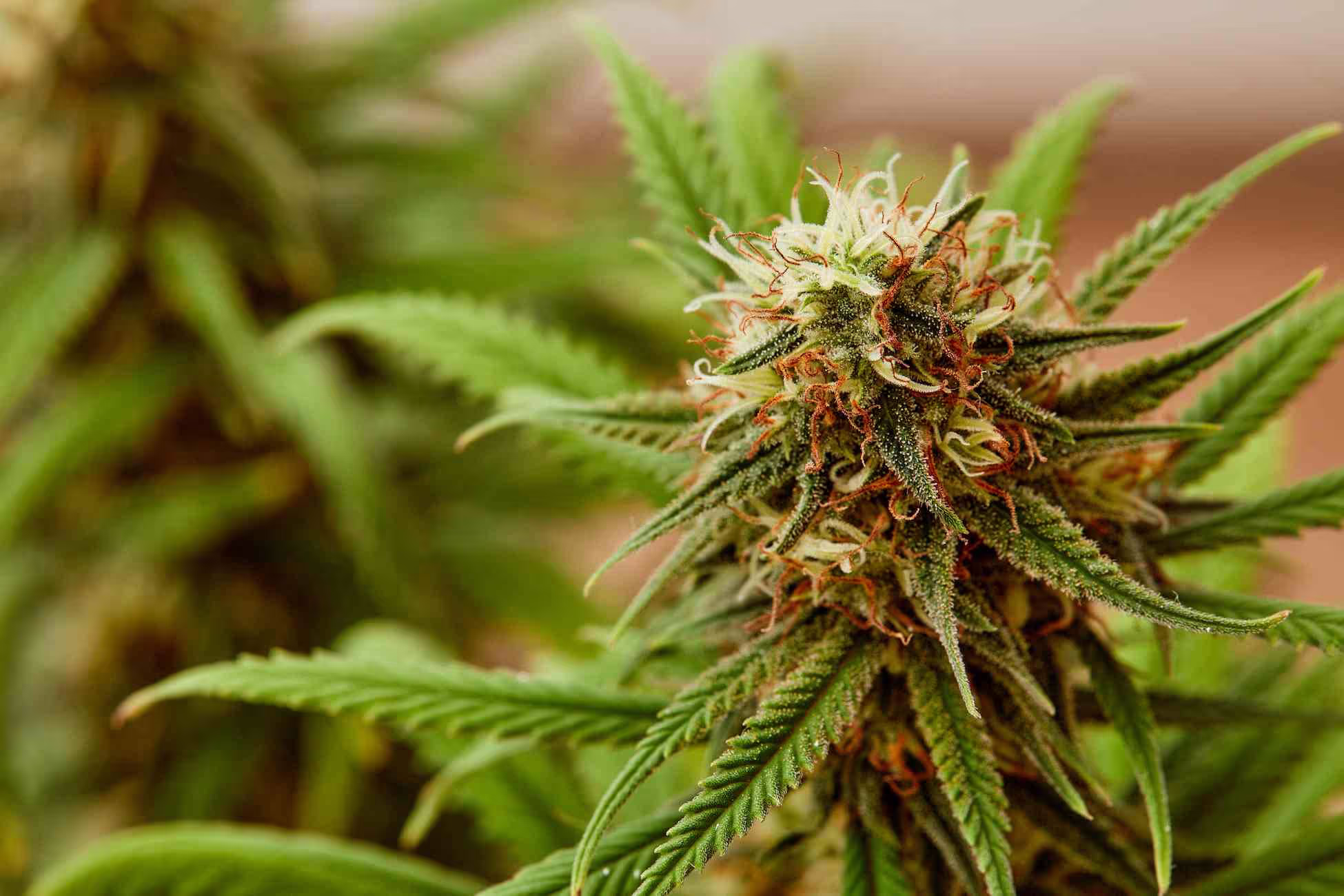 plant sativa cannabis in massachusetts