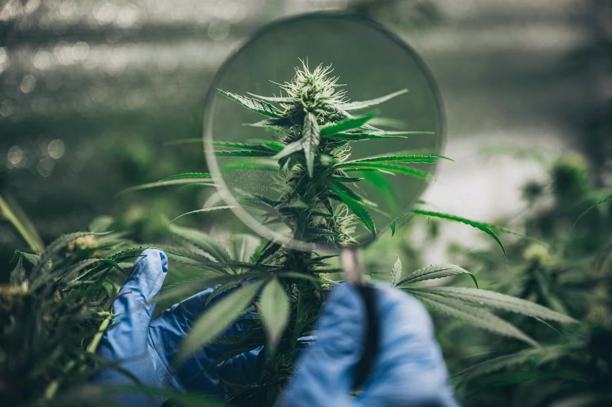 Magnifying glass with cannabis plant terpene journey