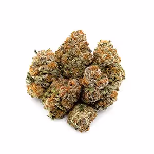 GMO x Mai Tai | 1/8 oz.