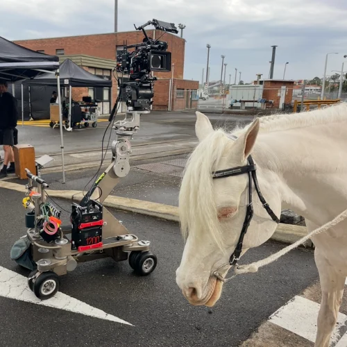 White horse on road with camera equiptment