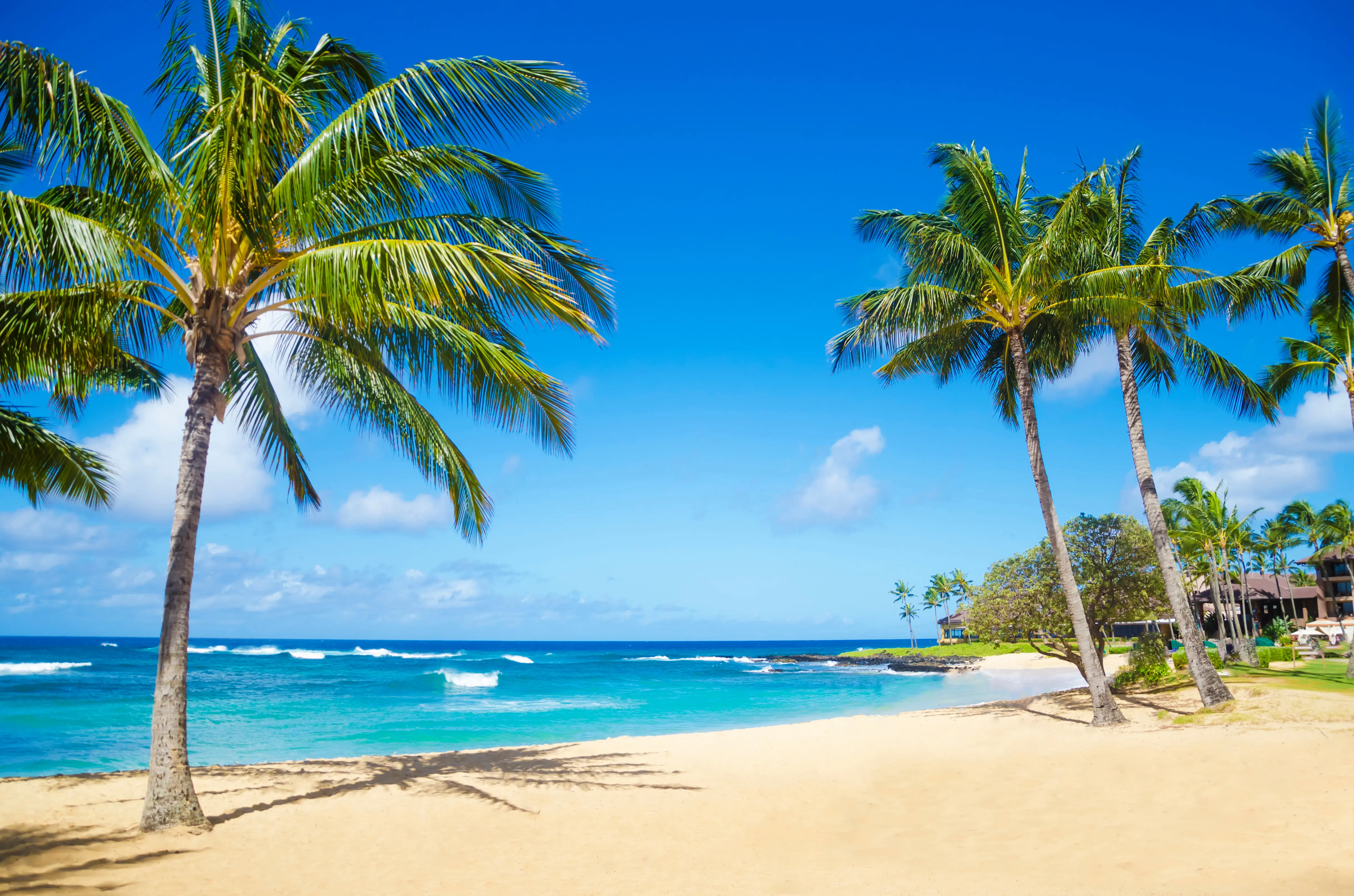 A beach with palm trees and a boat in the water.
