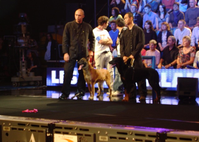 Two men each holding a dog on leashes standing on a stage with an audience seated in the background.