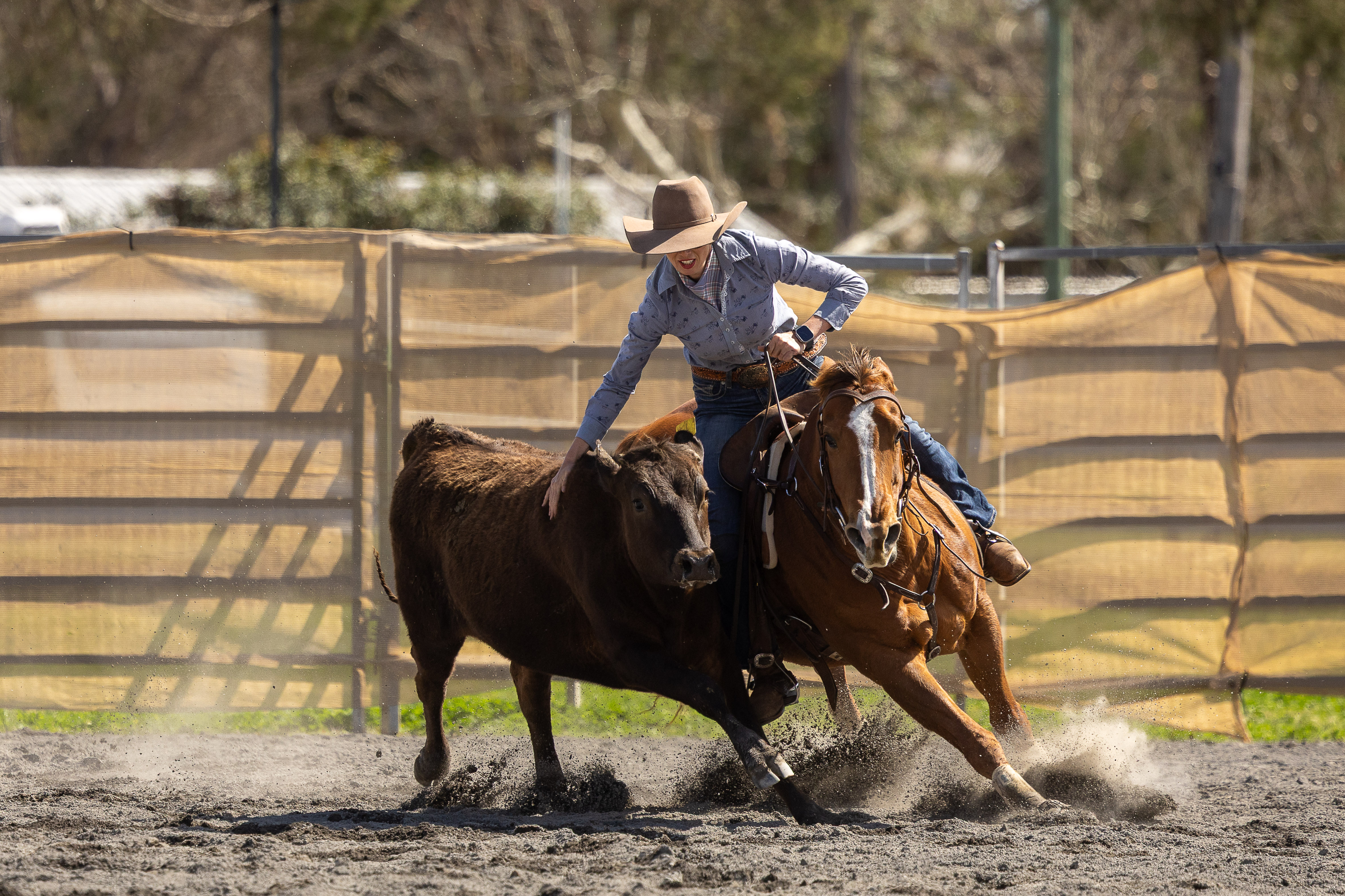 Cowgirl on a horse steering a calf during a rodeo event in an outdoor arena.