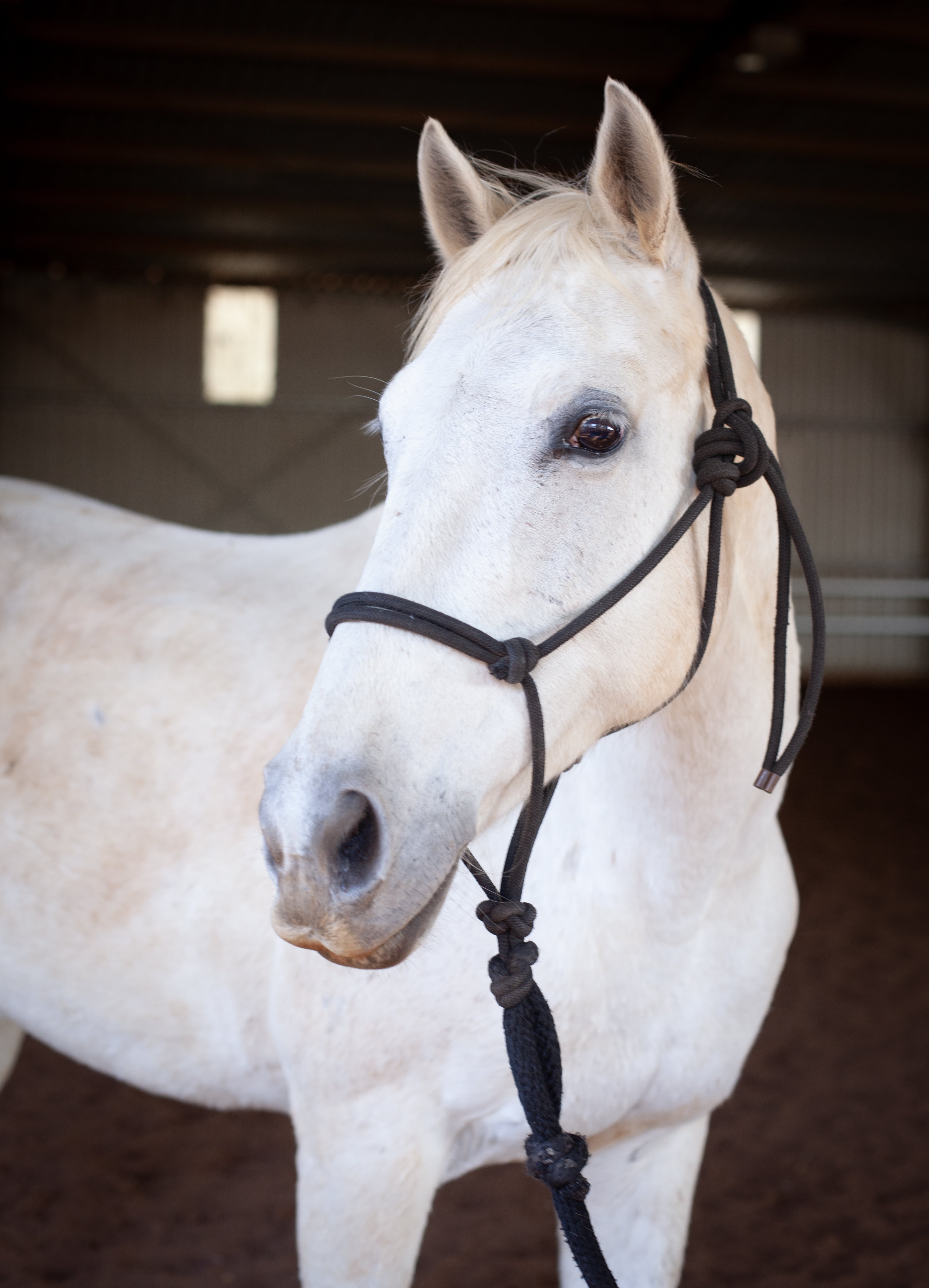 Close-up of a white horse wearing a black rope halter inside a stable.