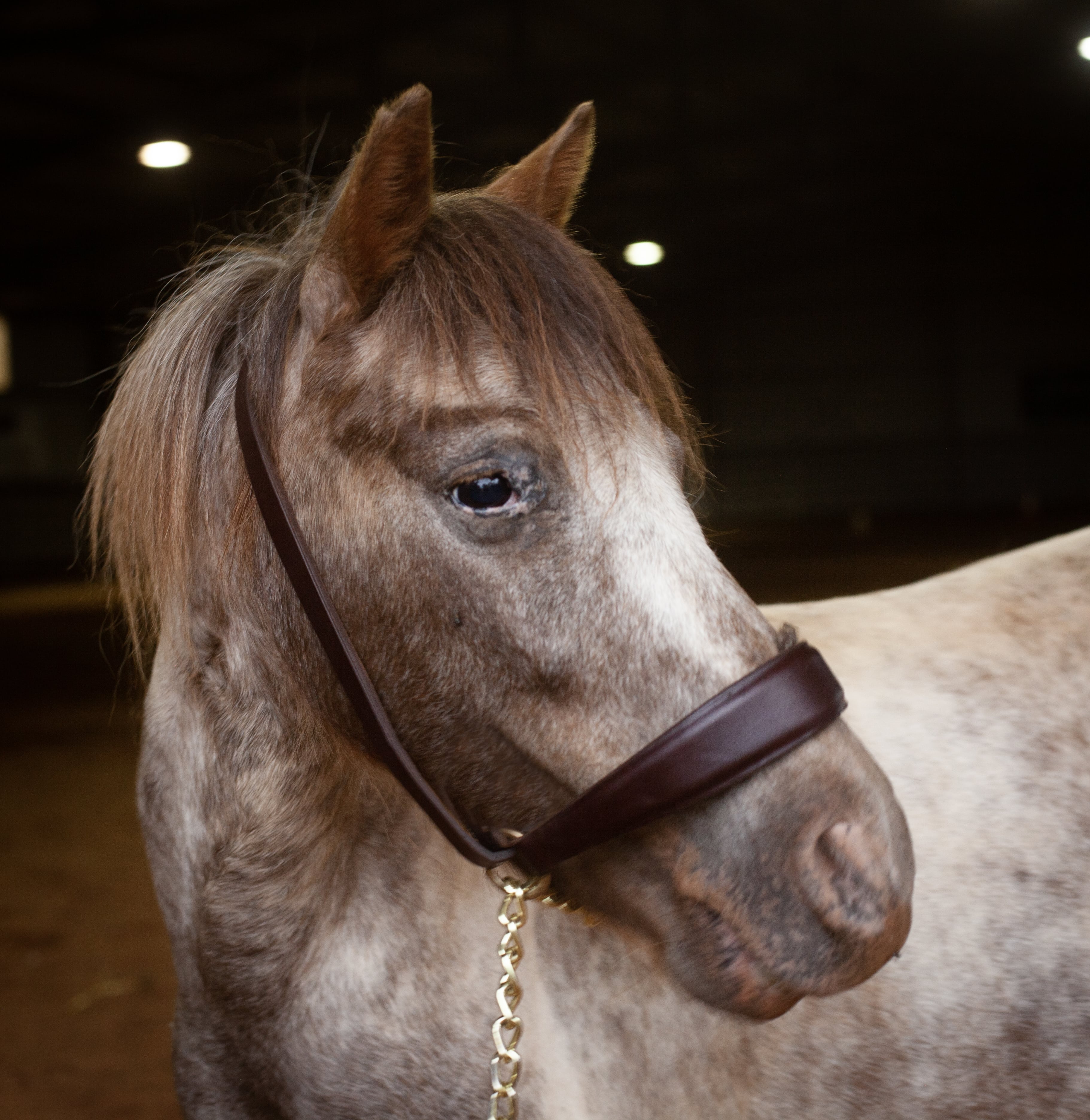 Close-up of a brown and white horse wearing a leather halter with a gold chain indoors.