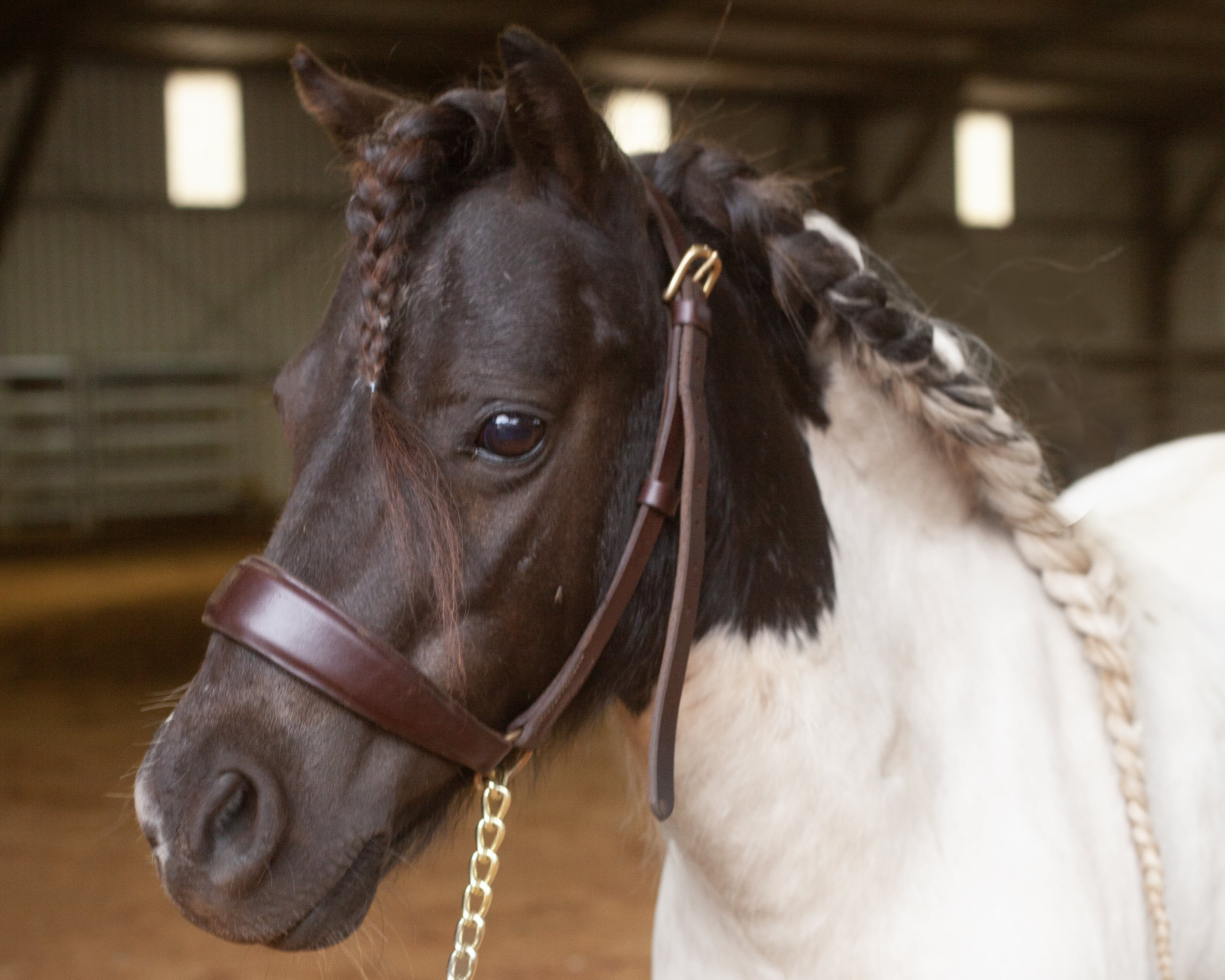 Close-up of a black and white horse with braided mane wearing a brown leather bridle indoors.